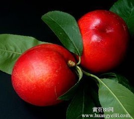 供應(yīng)中原紅杏行情中原紅杏批發(fā)